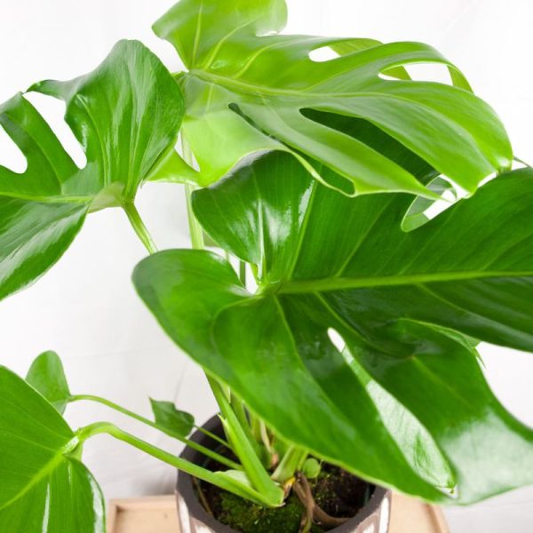 Monstera Deliciosa - Imagen 2