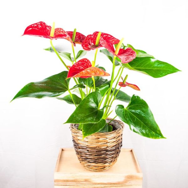 Anthurium