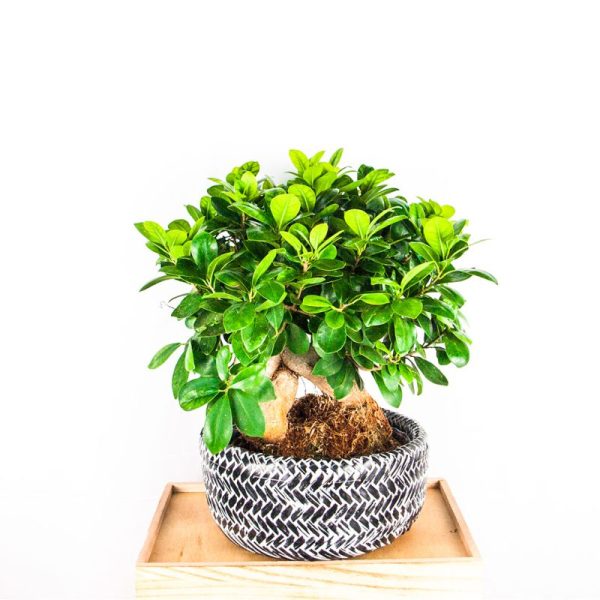 Bonsái Ficus Ginseng