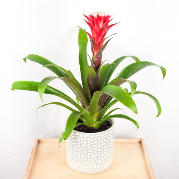 Bromelia roja