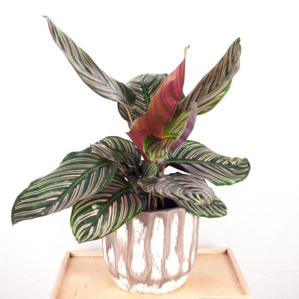 Calathea