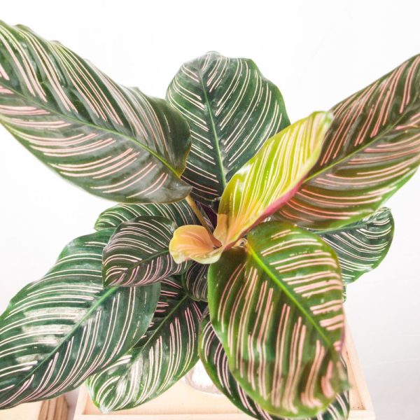 Calathea - Imagen 2