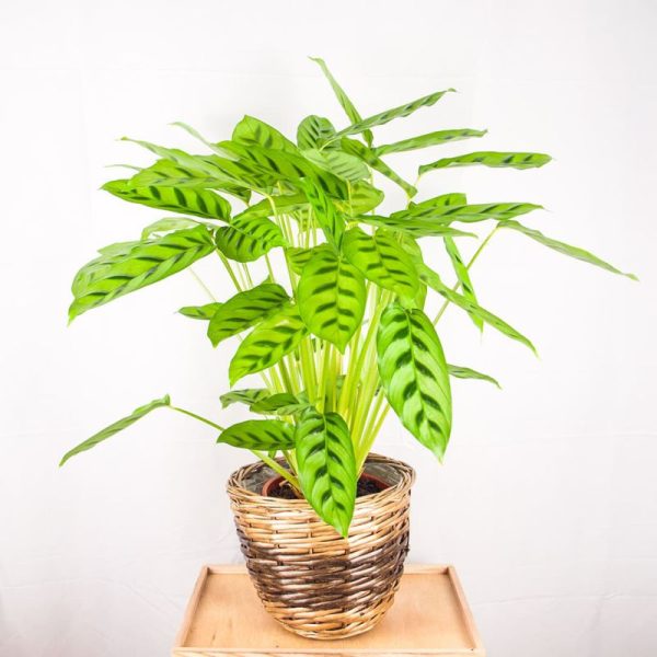 Calathea Makoyana