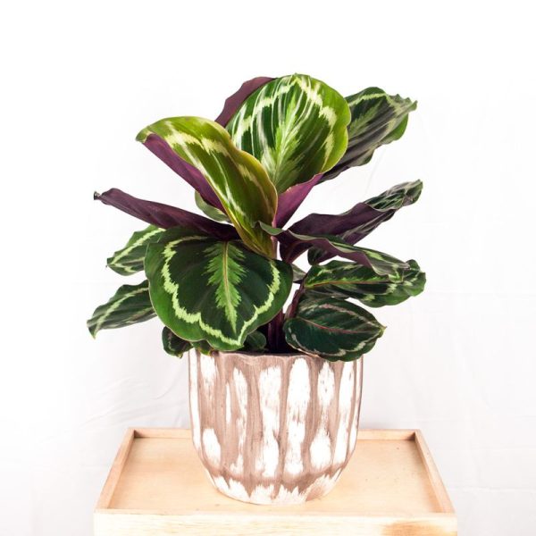 Calathea Medallion