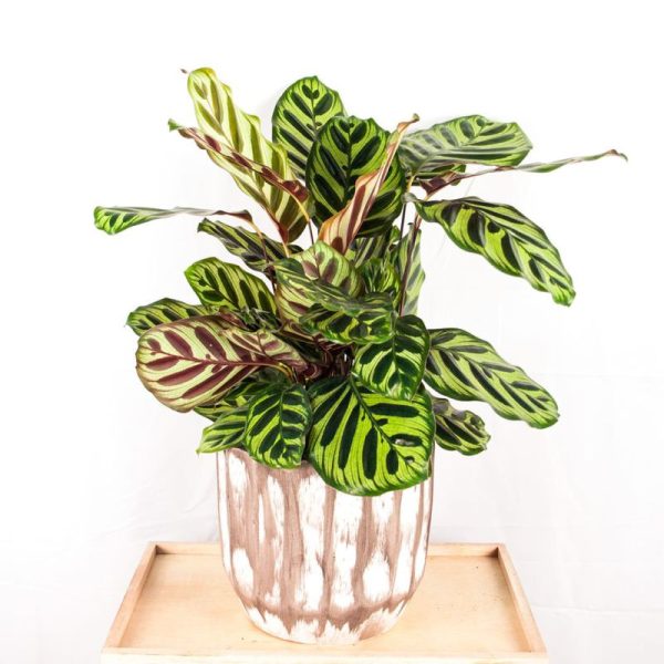 Calathea XL