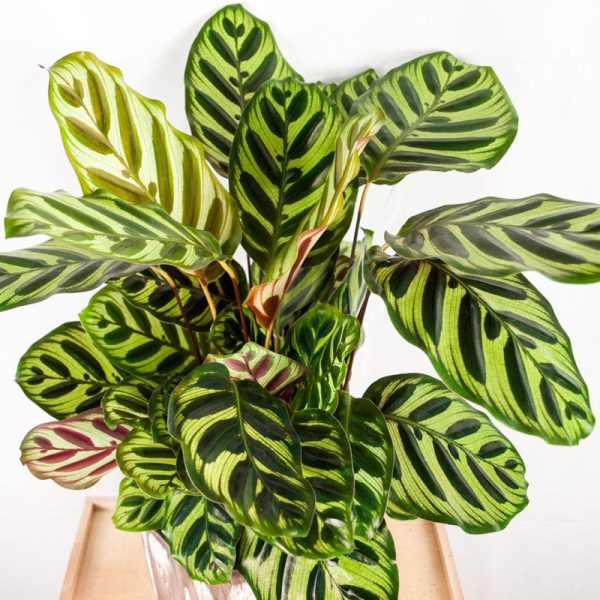 Calathea XL - Imagen 2