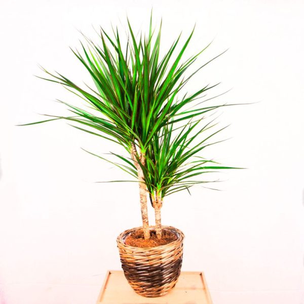 Dracaena Marginata