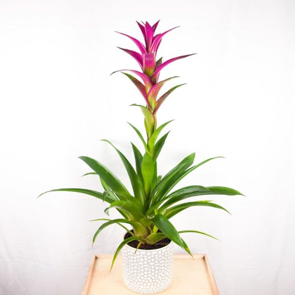 Guzmania XXL