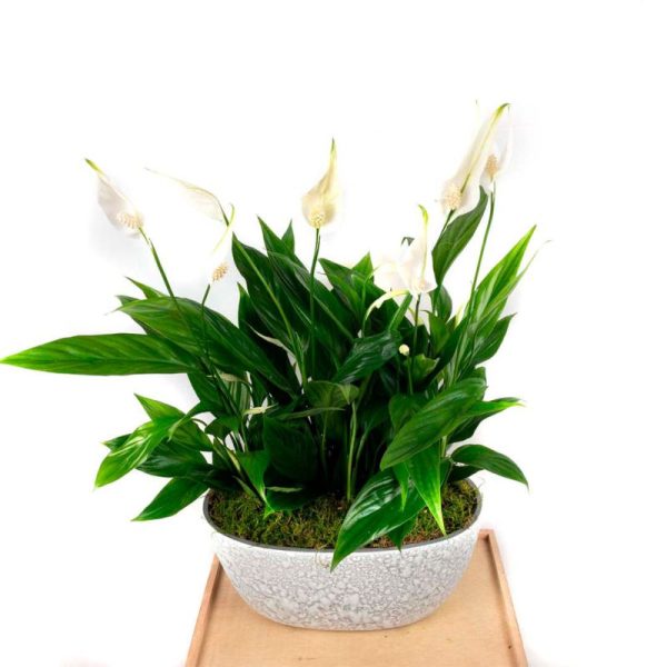 Jardinera de Spathiphyllum