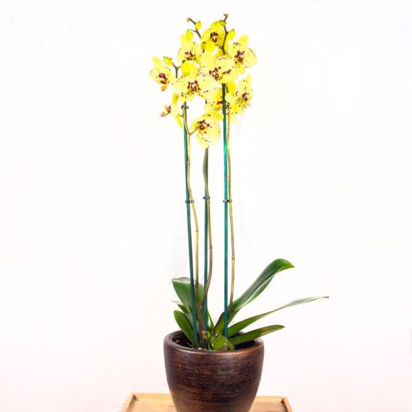 Orquídea amarilla