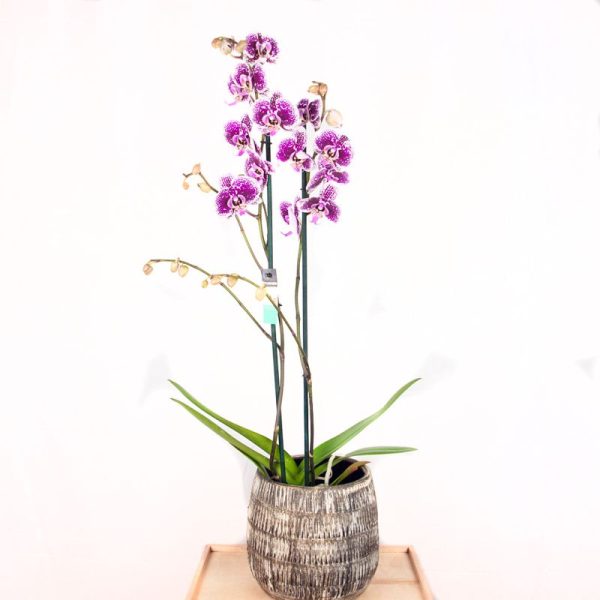 Orquídea blanca y morada