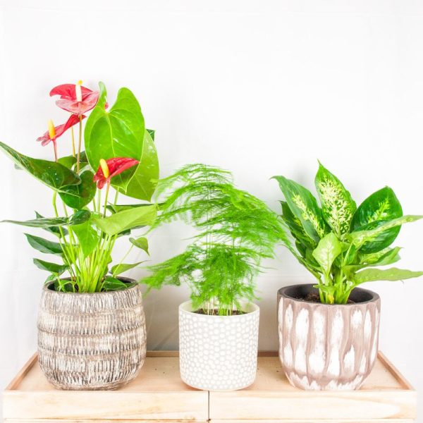 Pack de plantas de interior