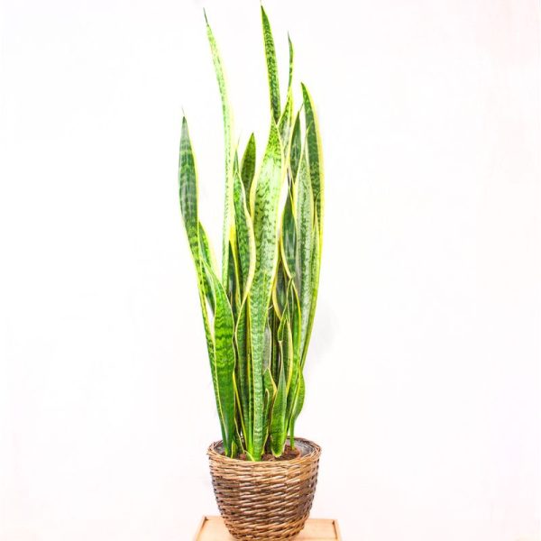 Sansevieria