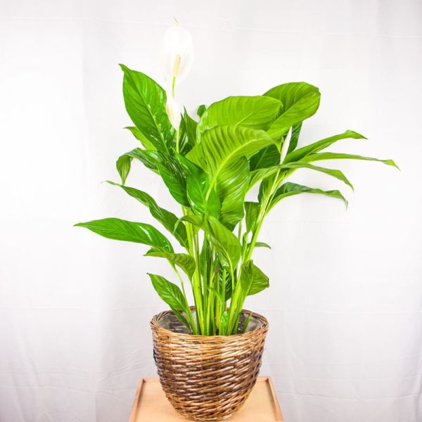 Spathiphyllum